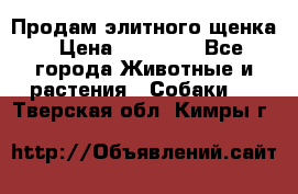 Продам элитного щенка › Цена ­ 30 000 - Все города Животные и растения » Собаки   . Тверская обл.,Кимры г.